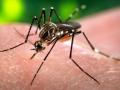 virus zika